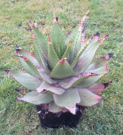 Aloe broomii im alten Topf
